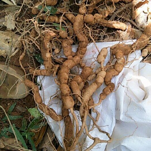 德庆县鲜巴戟 巴戟天巴戟天，主产于广东、广西等地。药用植物，具有