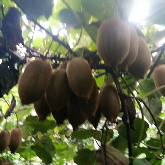凤凰县绿心猕猴桃 自家的，好味