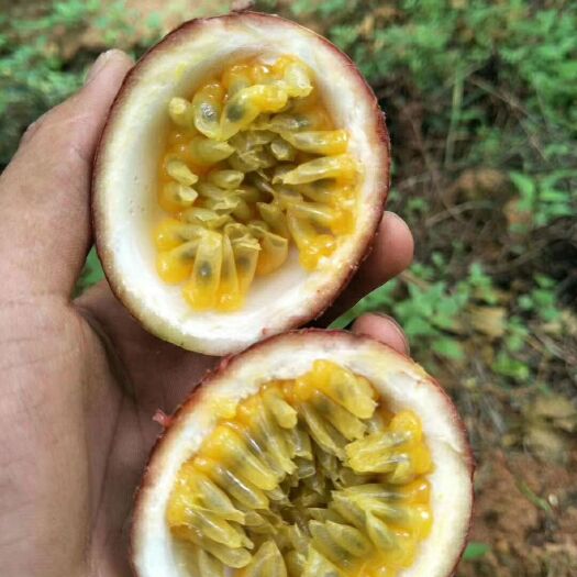 灵山县 百香果