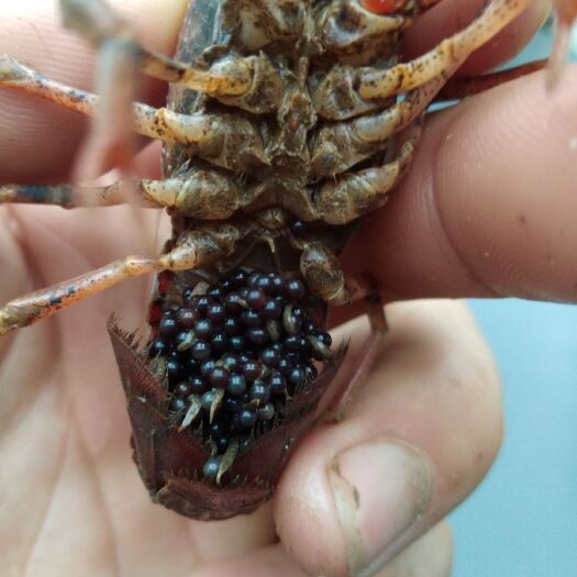 桂林小龙虾 种虾～稻田虾