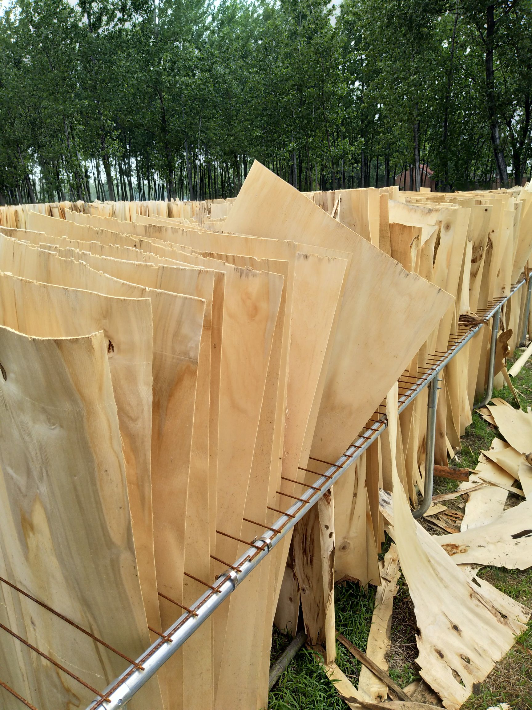 大量板皮,洞皮,树杈,树皮