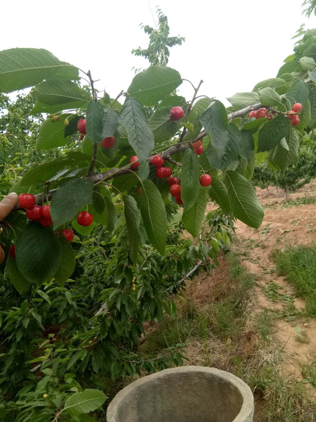只为你吃上最天然的好樱桃