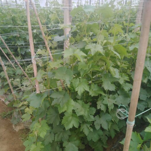 昌黎县蓝宝石葡萄苗 甜蜜蓝宝石青芽，无菌芽，开始销售，品种保纯度。