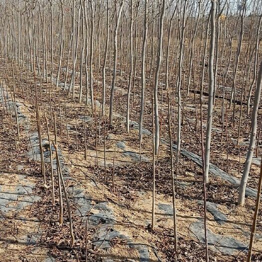 泰安 杜仲苗种植基地 杜仲小苗 0.8到3公分的量大