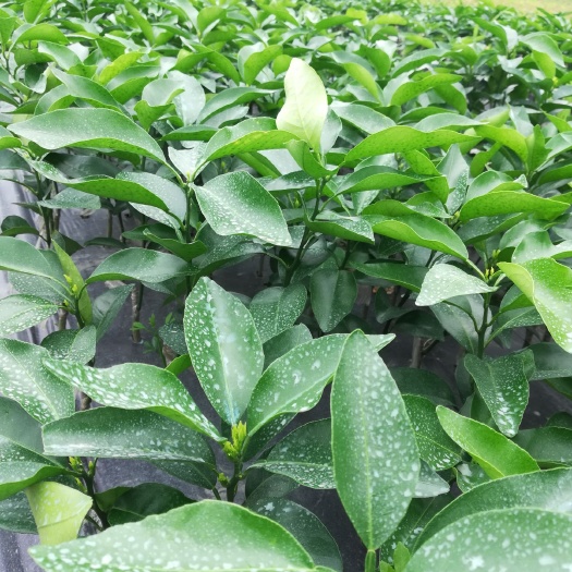 富川县脐橙树苗 供应各种柑橘果苗质量保证