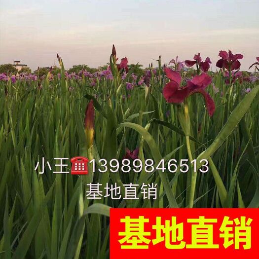 杭州小香蒲 大量供应，基地直销货源充足