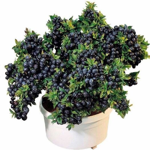 泰安 包成活蓝莓树苗当年结果蓝莓树苗盆栽地栽南北方黑珍珠现挖蓝莓苗