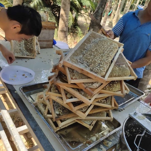 万宁市 琼乡蜂蜜海南天然百花蜜土蜂蜜