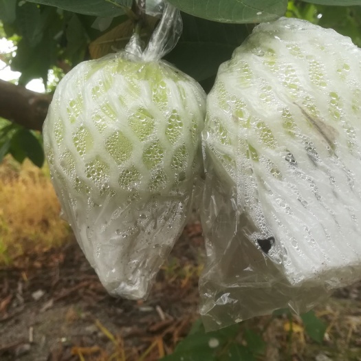 博白县珍珠番石榴 果园自产自销