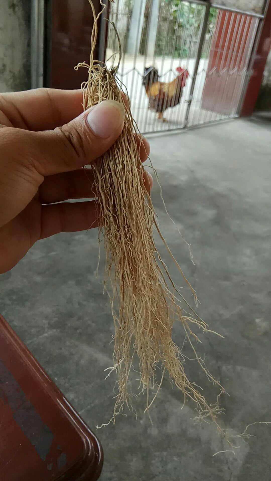 养肝草，养你一生的健康！