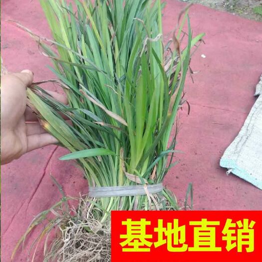 杭州兰花三七 大量供应