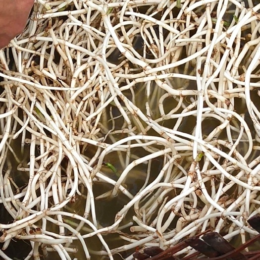 资中县红茎鱼腥草 无药  哲儿根