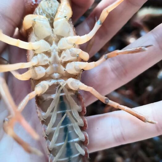 洪湖市洪湖小龙虾 精品深水虾