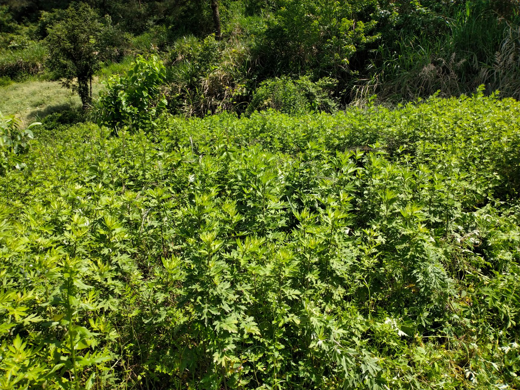  深山艾叶。艾草全棵