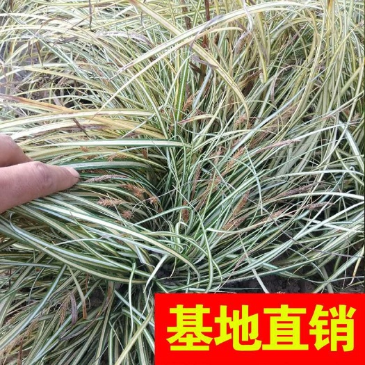杭州狼尾草 金叶苔草，