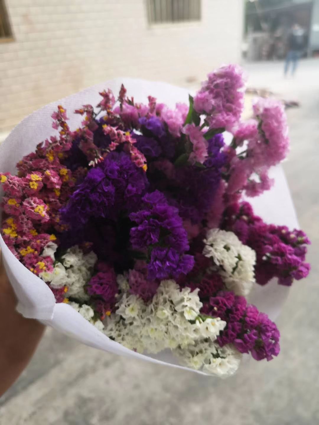 勿忘我  云南天然风干花