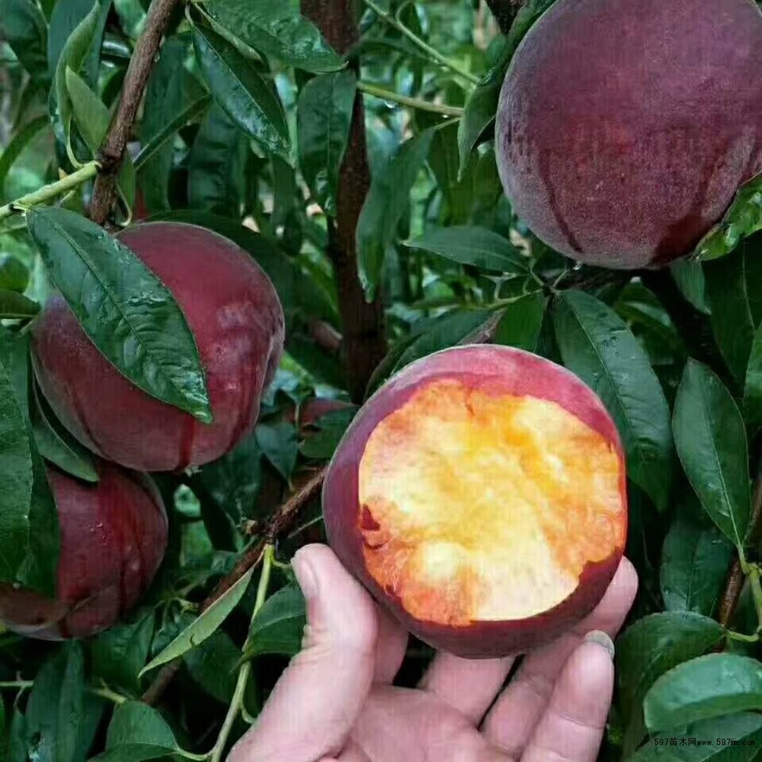 黄桃树苗 专家讲座