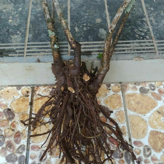 会理市 迎春花桩