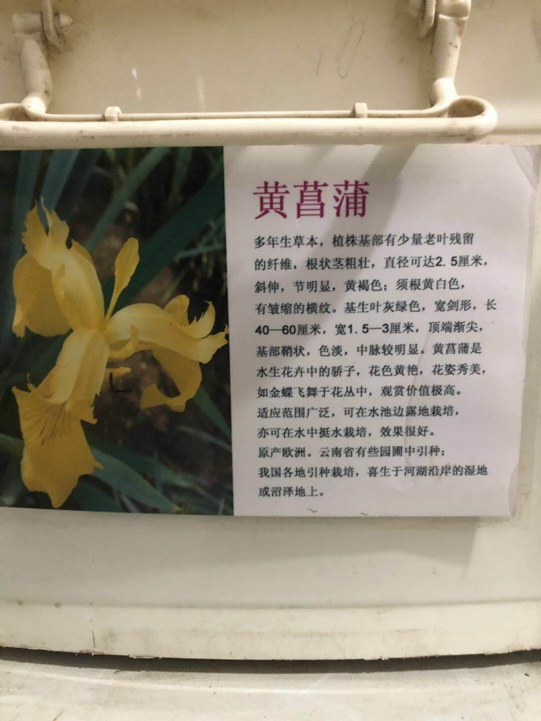  黄菖蒲种子