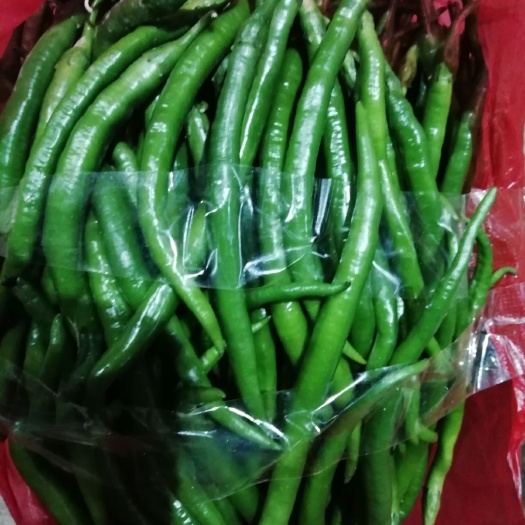 文山市二荆条辣椒 品质优良