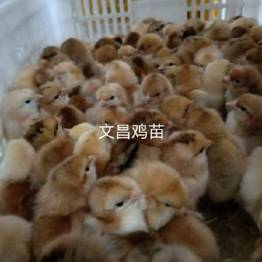 南宁 文昌鸡苗