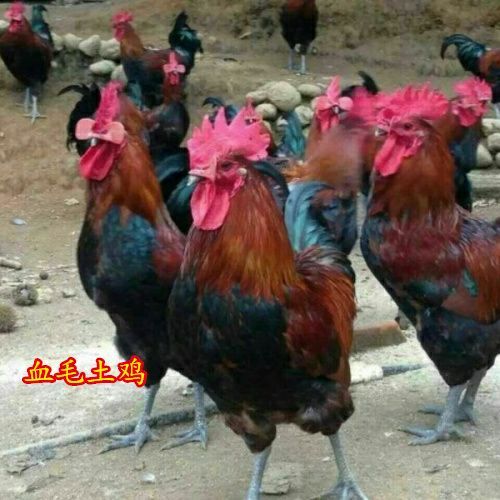  血毛土鸡苗