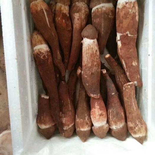 昆明 云南野生鸡枞菌