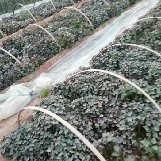 莒县徐薯32红薯苗 高端红薯苗徐薯32，拖秧小.产量高.品质优良