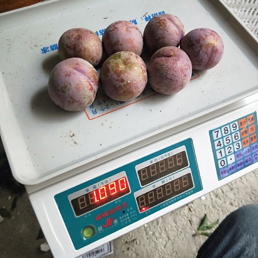 信宜市 钱排银妃三华李