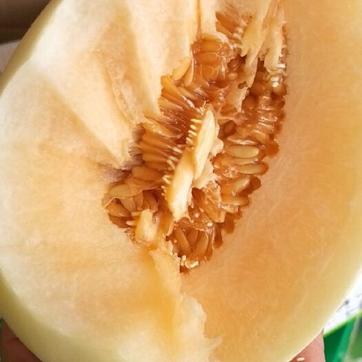 莘县东方蜜甜瓜  红金蜜，红肉脆梨，脆蜜一号等品种大全