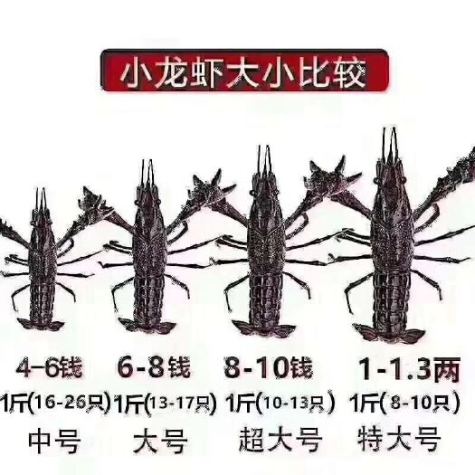 微山县 微山湖清水小龙虾，大闸蟹，欢迎订购