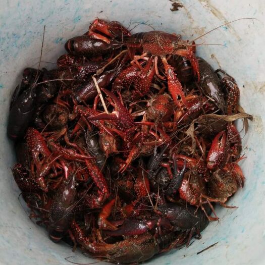 霍邱县青壳小龙虾 5-7钱 稻田虾
