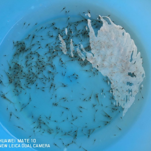广州草虾苗、河虾苗、麻虾苗 各类虾苗 全国空运发货