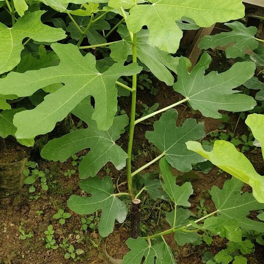 灵山县 波姬红无花果苗
