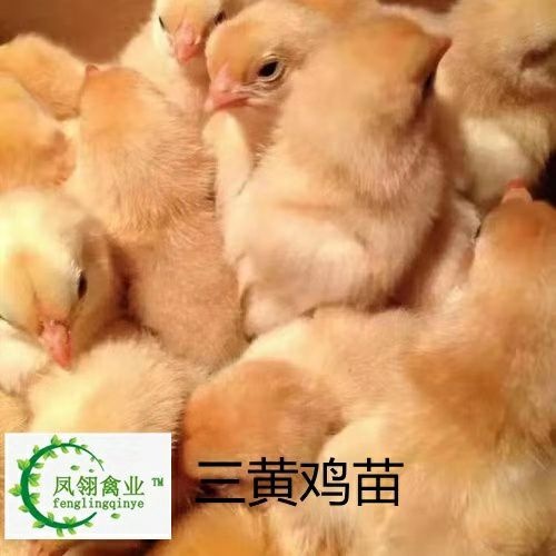 南宁 三黄鸡苗