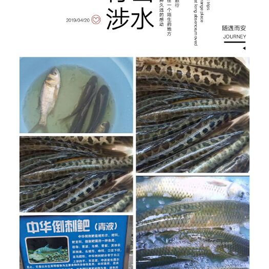 重庆市乌鱼苗