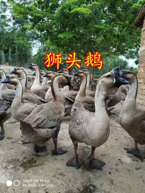 南宁 合浦狮头鹅苗