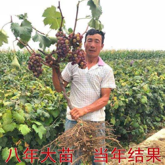 平邑县蓝宝石葡萄苗