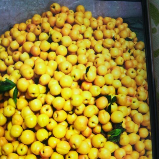 砀山县 黄金油桃