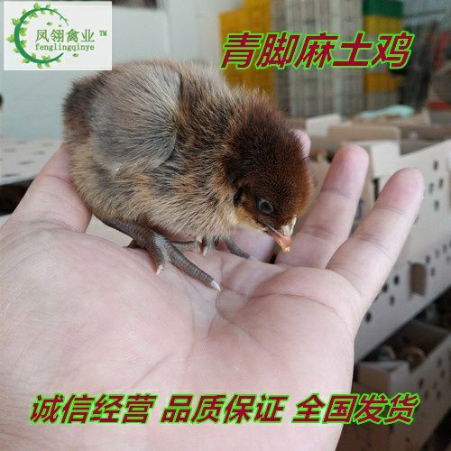 南宁 青脚麻鸡苗