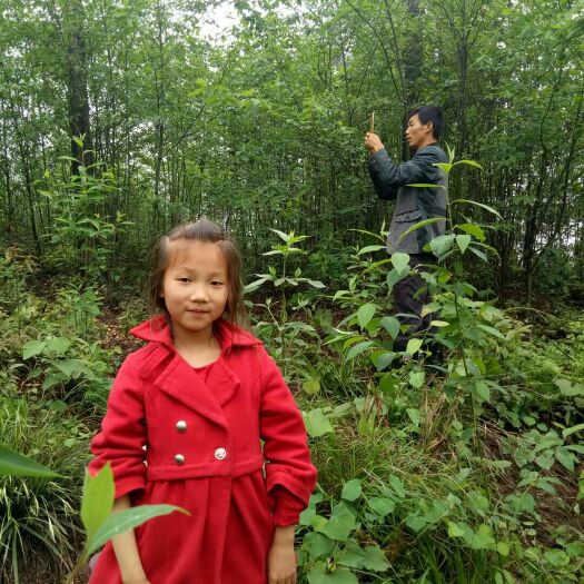 宜昌 山胡椒苗
