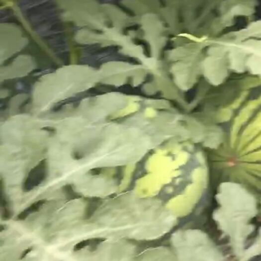 常州8424西瓜 8斤打底 8成熟 1茬 无籽