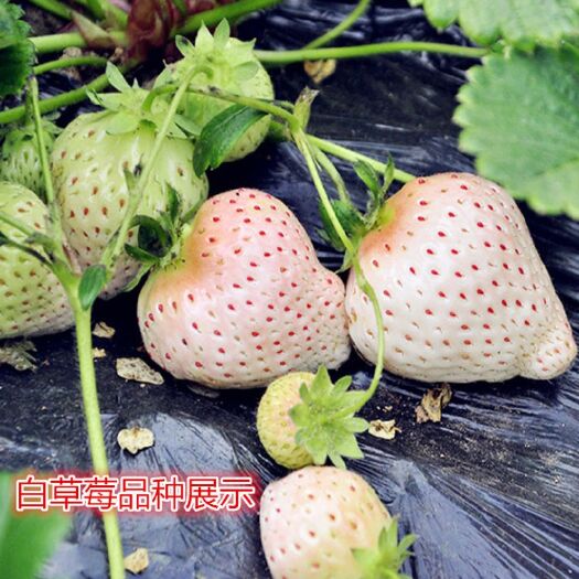 泰安 红颜\甜宝\桃熏\章姬\妙香7号\甜查理\淡雪\草莓苗