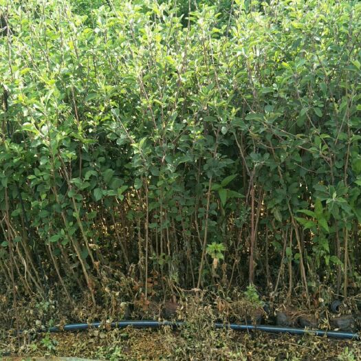 安宁市冰糖心苹果苗 苹果苗