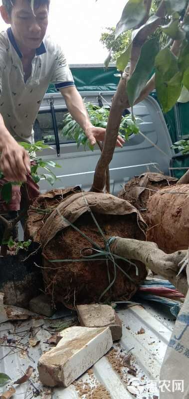 仙进奉荔枝苗 增城基岗仙进奉嫁接苗