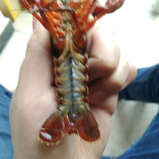 重庆市荆州小龙虾 一手货源，自捕自售