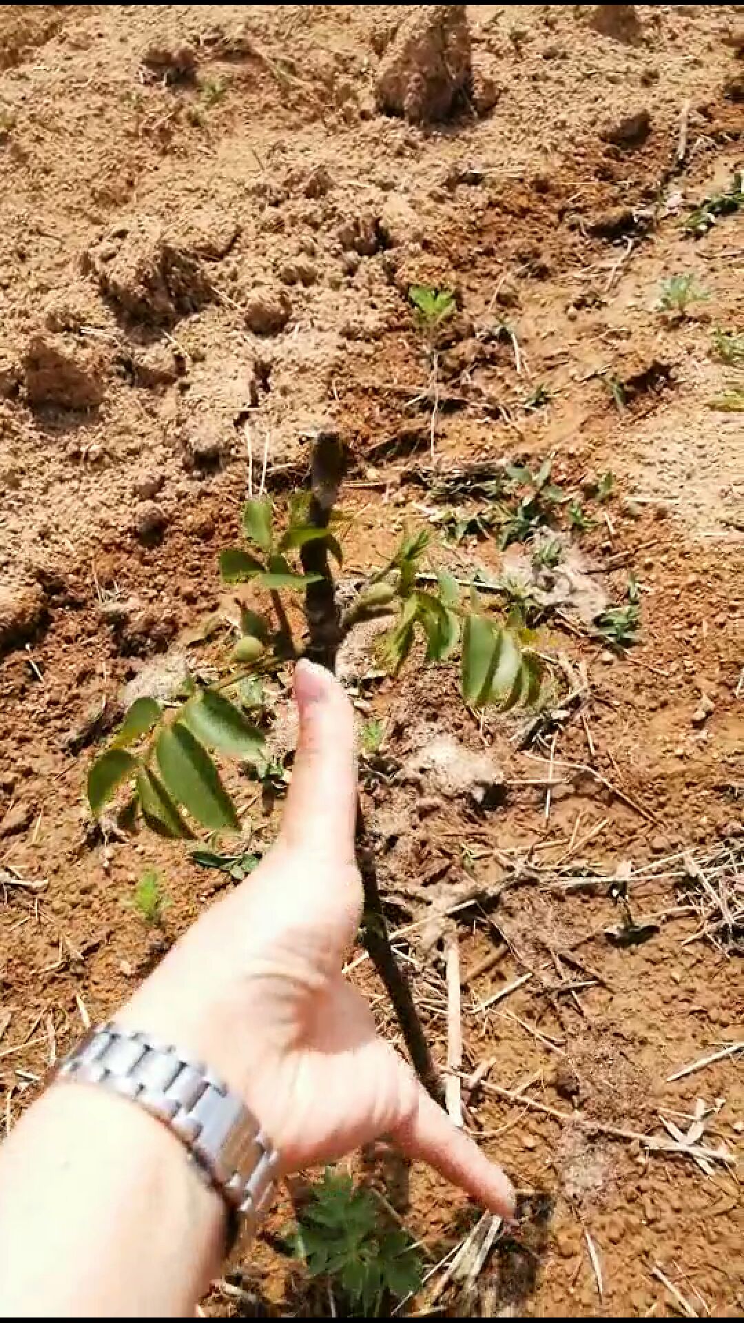  早实高产抗病强 良种矮化核桃苗基地直发