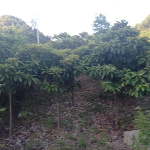 松滋市黄五星枇杷苗 精品枇杷树
