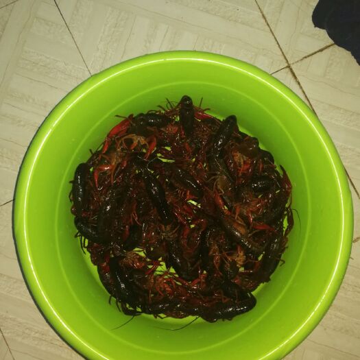武汉 精品小龙虾