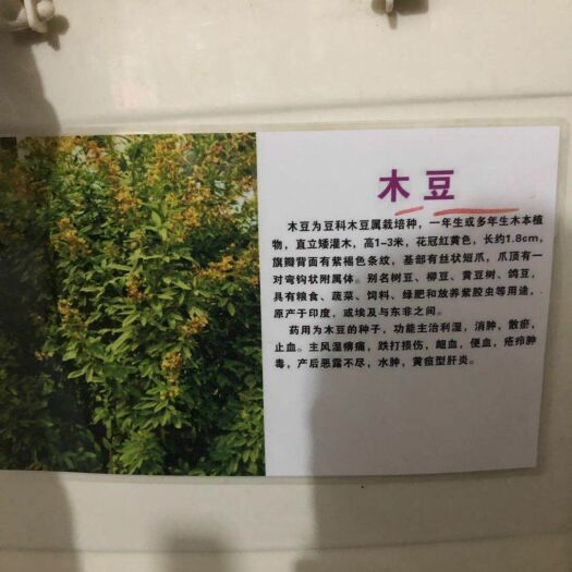 沭阳县木豆叶 木豆